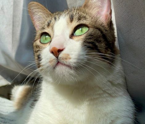 pexels-rolo-mahi-sam-572782608-16918140